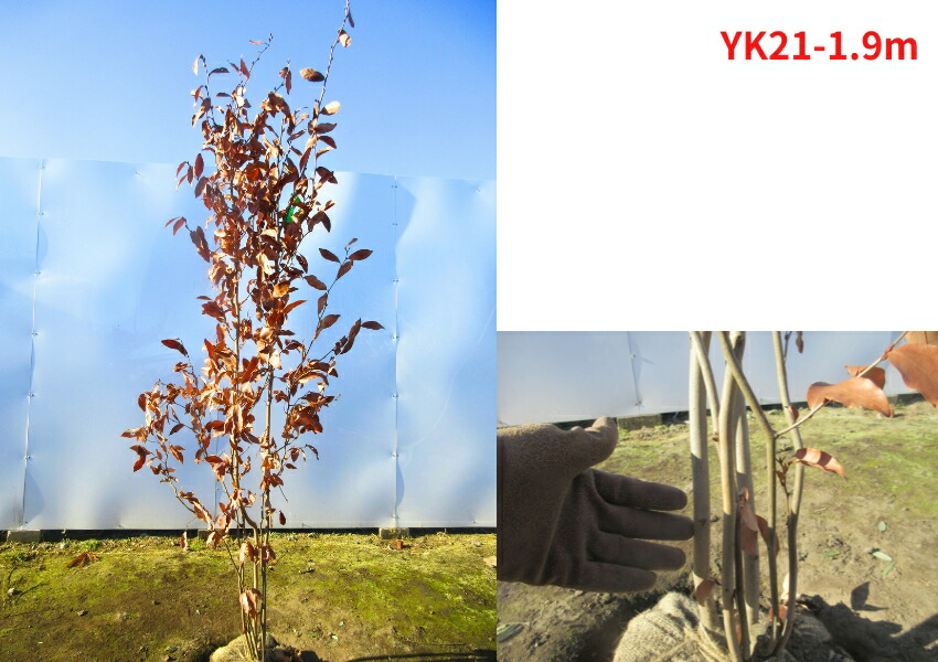 楽天市場】【現品発送】ヤマコウバシ 株立ち 樹高1.9-2.2m(根鉢含まず