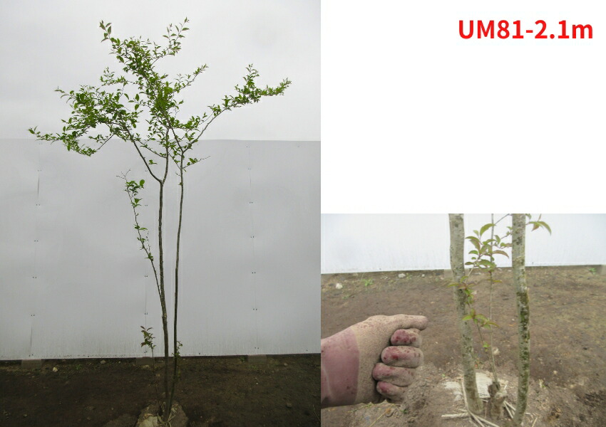 楽天市場】【現品発送】ウメモドキ 樹高2.1-2.6m(根鉢含まず）メス