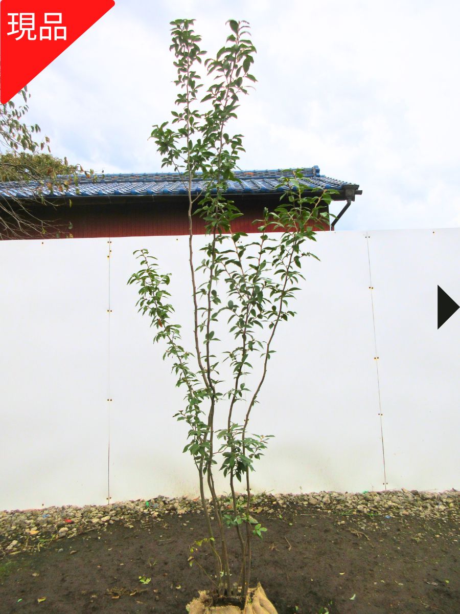 楽天市場】ヤマコウバシ（花・ガーデン・DIY）の通販