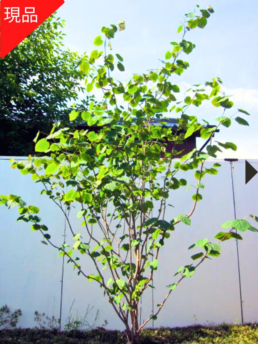 楽天市場】【現品発送】マルバノキ 樹高2.0-2.2m(根鉢含まず）丸葉の木