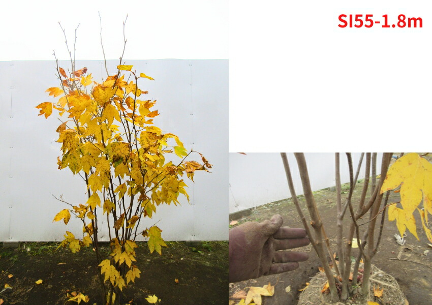 楽天市場】【現品発送】シロモジ 株立樹高1.5-2.0m(根鉢含まず