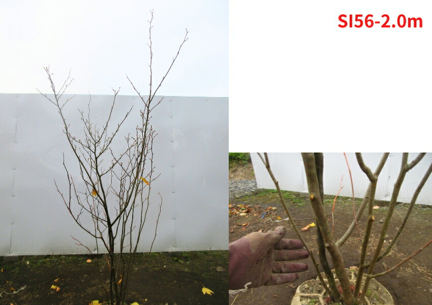 楽天市場】【現品発送】シロモジ 株立樹高1.5-2.0m(根鉢含まず