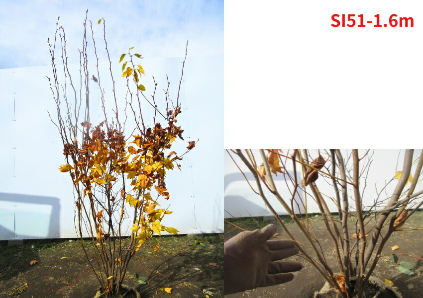 楽天市場】【現品発送】シロモジ 株立樹高1.5-2.0m(根鉢含まず