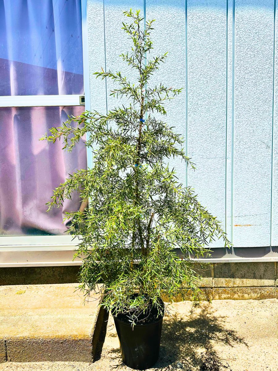 楽天市場】シルバーティーツリー レプトスペルマム樹高1.8m前後(鉢底