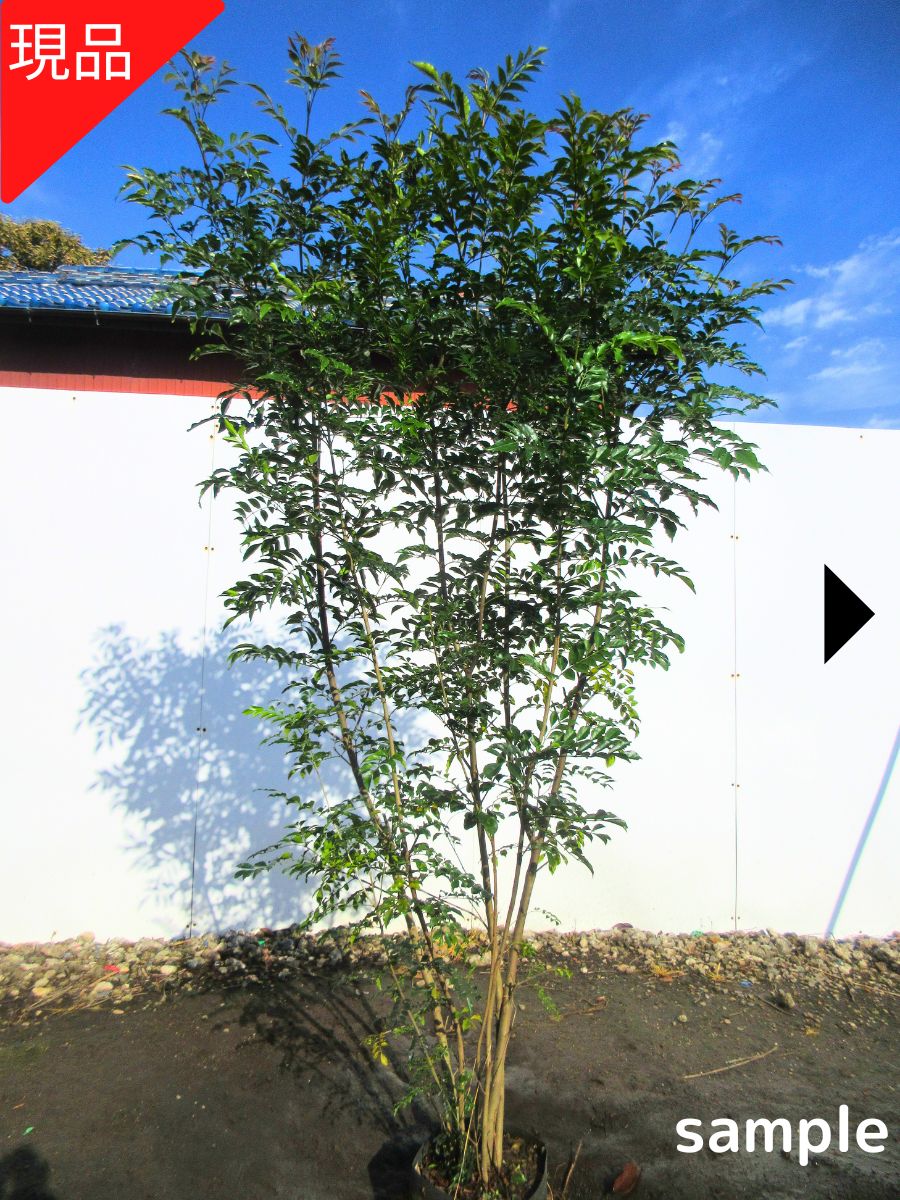 楽天市場】【現品発送】アカシデ(アカメソロ) 株立ち 樹高2.5-2.7m(根