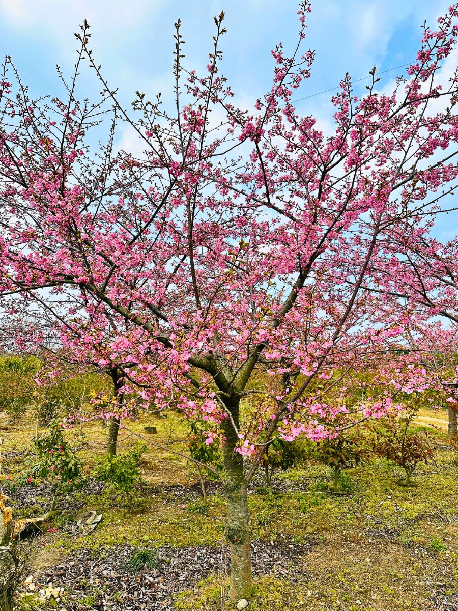 楽天市場】【現品発送】河津桜 カワヅザクラ 桜の苗木 樹高1.7-1.9m(根