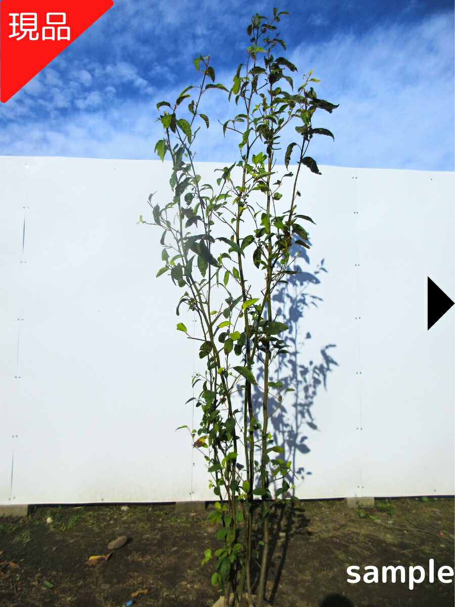 楽天市場】【現品発送】クロモジ 株立ち 樹高1.7m-2.0m(根鉢含まず
