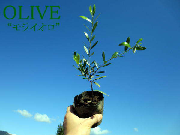 楽天市場】オリーブモライオロ(約0.3m根鉢含む) シンボルツリー 庭木