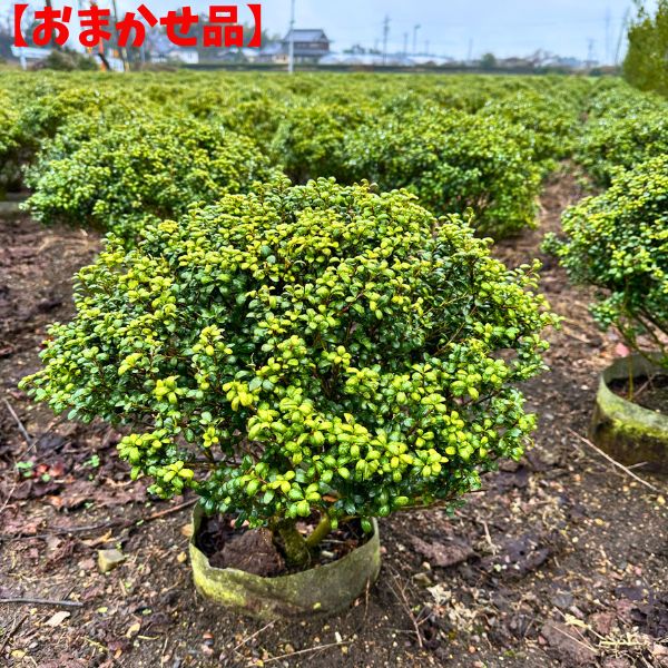 ツゲ」の人気商品一覧 | 安い商品を通販サイトから探す - 価格.com