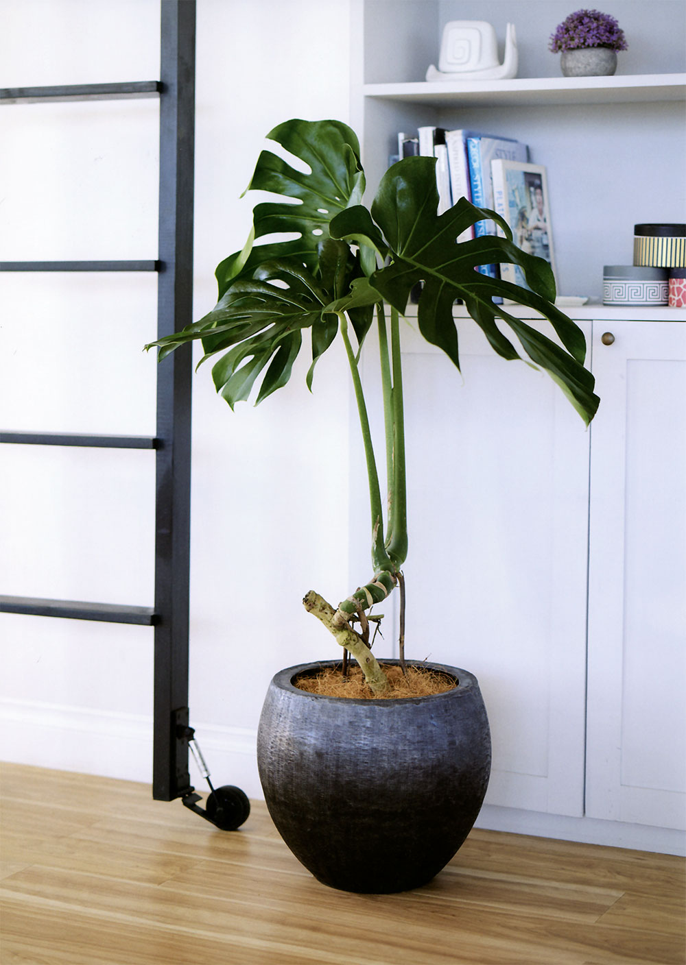 楽天市場】鉢カバー プランターカバー おしゃれ 大型 人気 観葉鉢 園芸