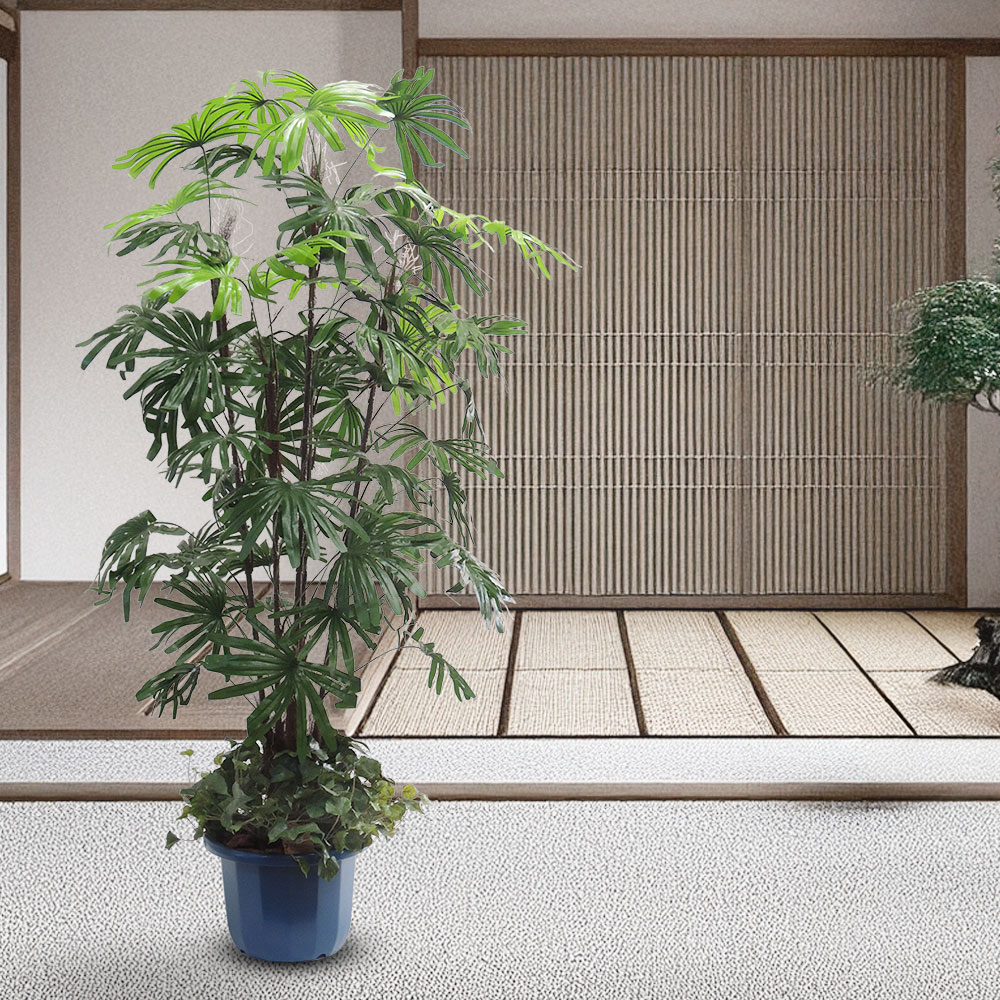 楽天市場】シュロチク シュロ竹 棕櫚竹 フェイクグリーン 大型