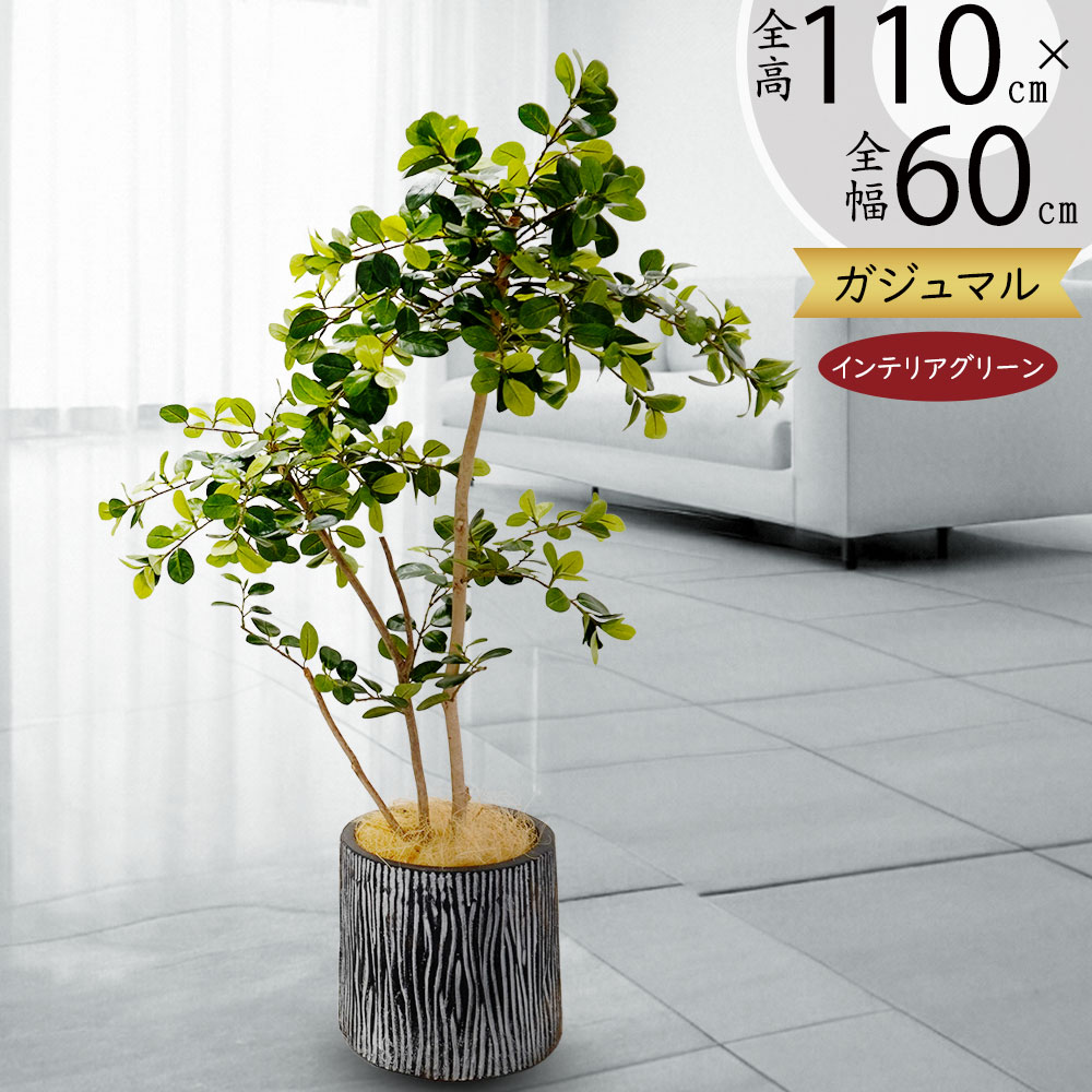 楽天市場】ガジュマル カジュマル フェイクグリーン 観葉植物 人気