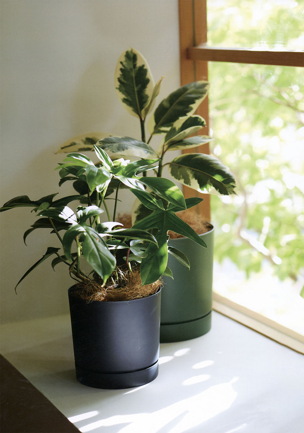 楽天市場】植木鉢 おしゃれ 大型 受け皿付き 人気 おすすめ プランター