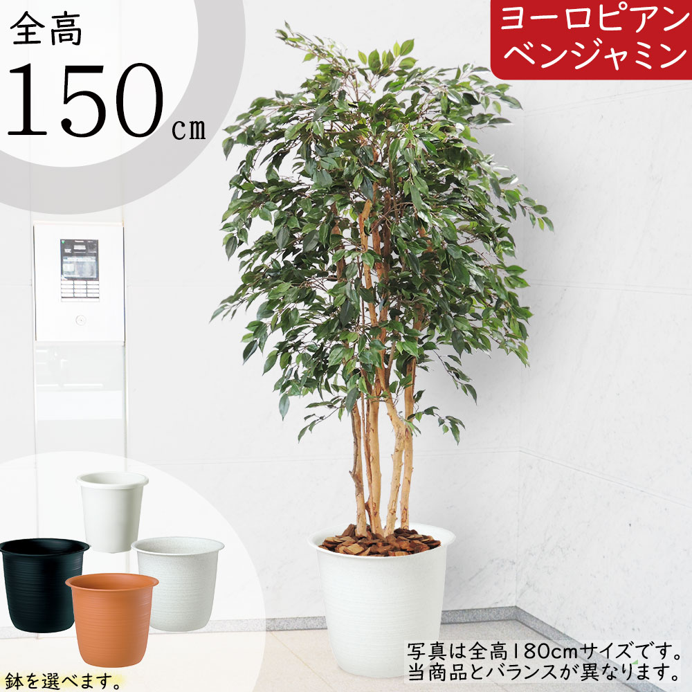 楽天市場】フェイクグリーン おしゃれ 人気 ベンジャミン フィカス