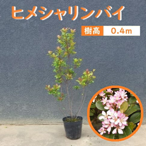 楽天市場】シャリンバイの通販