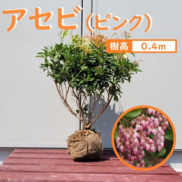 楽天市場】40cm ピンク 庭木 花木 馬酔木 植木 常緑樹【アセビ(ピンク