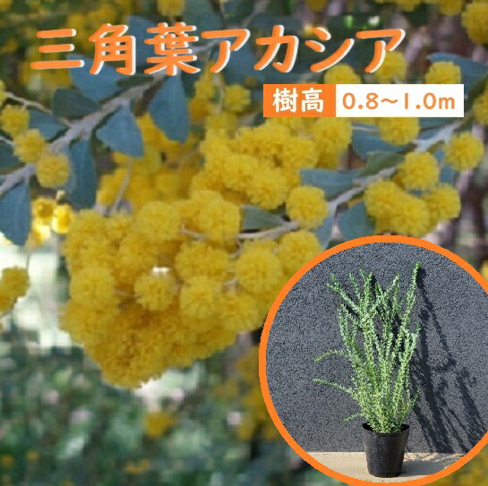 楽天市場】80cm 100cm 人気ミモザ 庭木 シンボルツリー 常緑樹 観葉