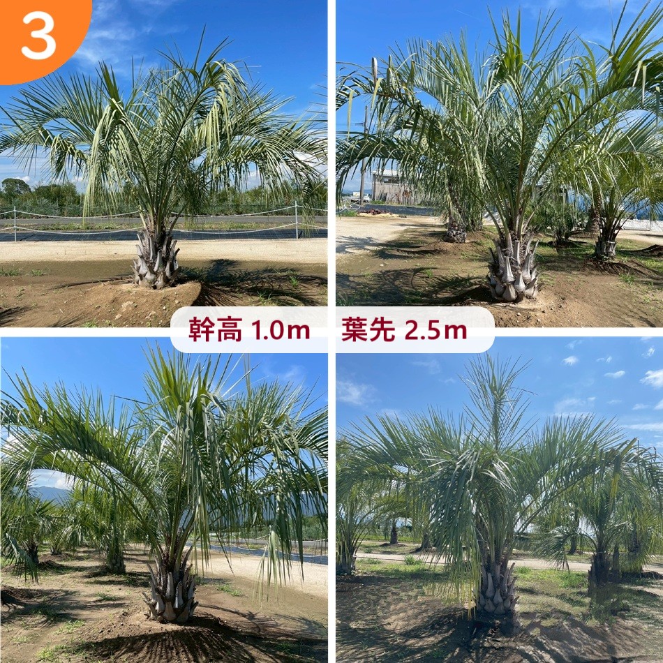 ココスヤシ」の人気商品一覧 | 安い商品を通販サイトから探す - 価格.com