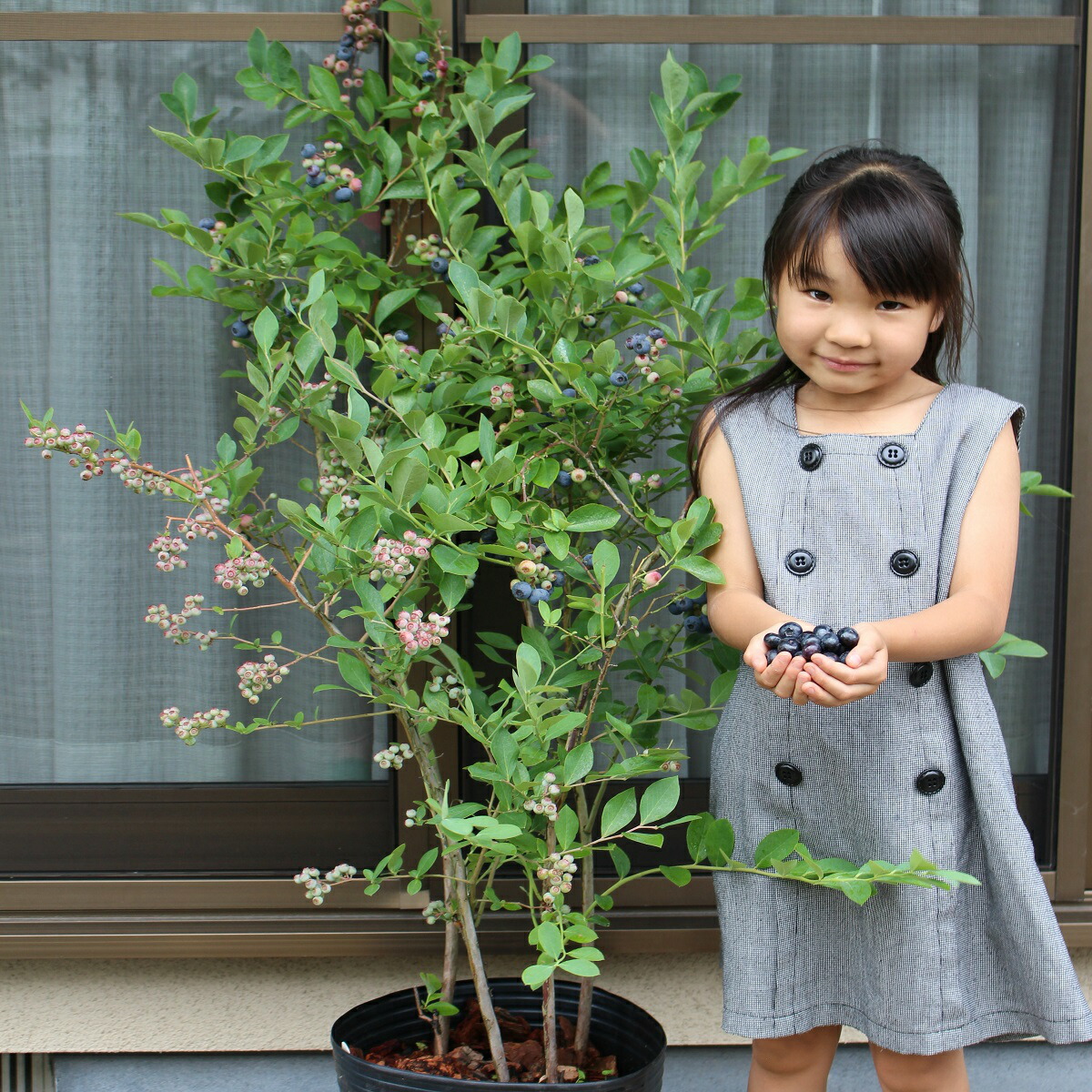 楽天市場】【初心者向け】プロにお任せブルーベリー栽培6点セット