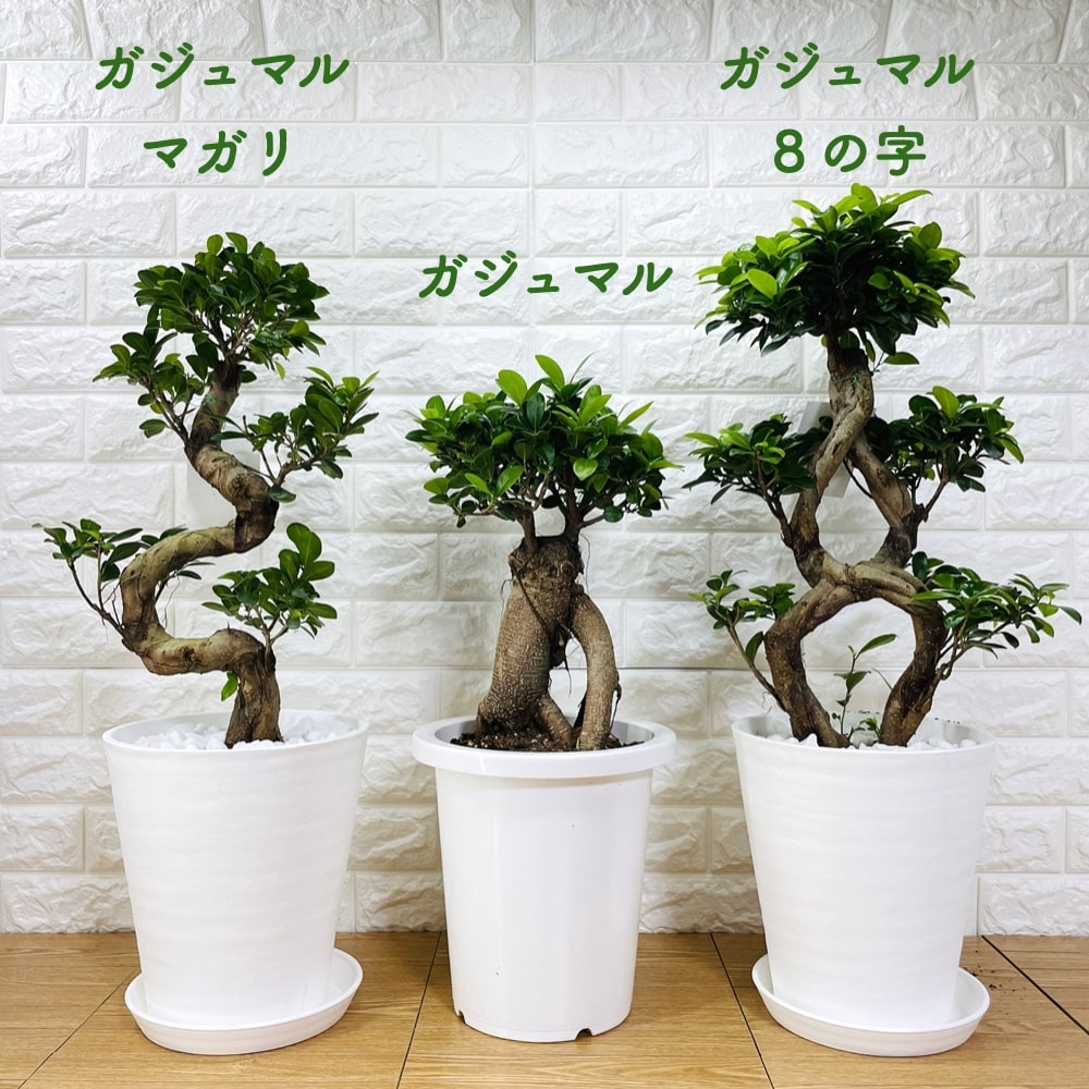 楽天市場】ガジュマル 曲がり 8号鉢 登り樹 観葉植物 多幸の木 幸福を