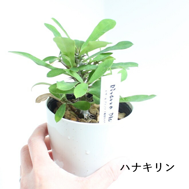 楽天市場】選べる 多肉植物 バラエティ お得 3.5号 3.5寸