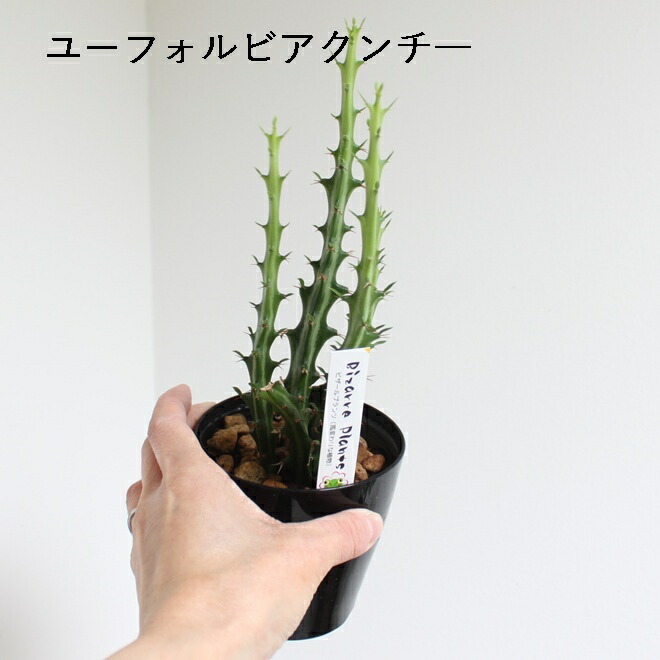 楽天市場】選べる 多肉植物 バラエティ お得 3.5号 3.5寸