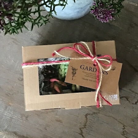 楽天市場】【SS限定☆エントリーで＋P10倍＆MAX15％OFFクーポン】多肉