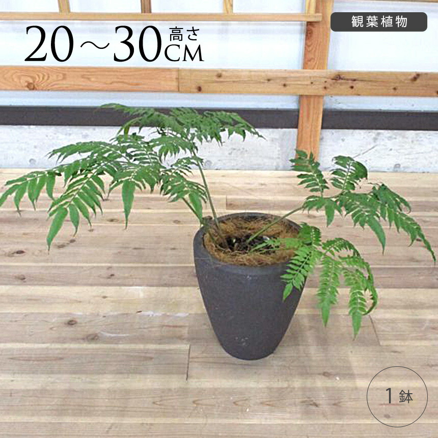 楽天市場】観葉植物 リュウビンタイの通販