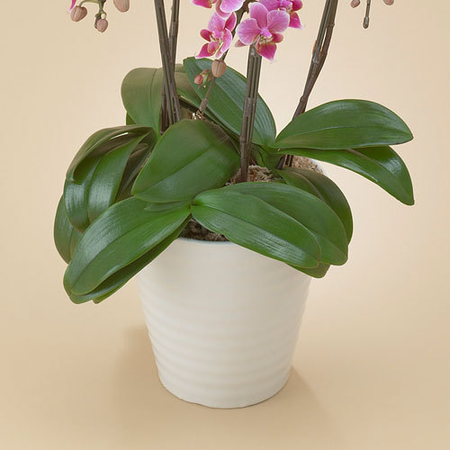 楽天市場】花鉢 ギフト ミディ胡蝶蘭(ピンク)5本立ち 日比谷花壇 誕生