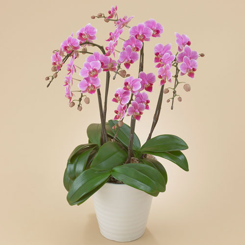 楽天市場】花鉢 ギフト ミディ胡蝶蘭(ピンク)5本立ち 日比谷花壇 誕生