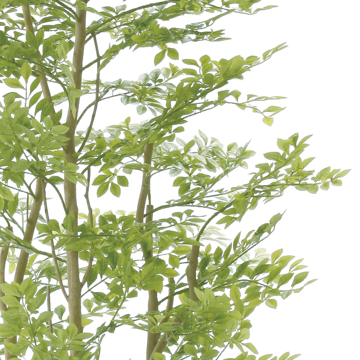 楽天市場】光触媒 光の楽園 アーバンゴールデンリーフ1.8m フェイク