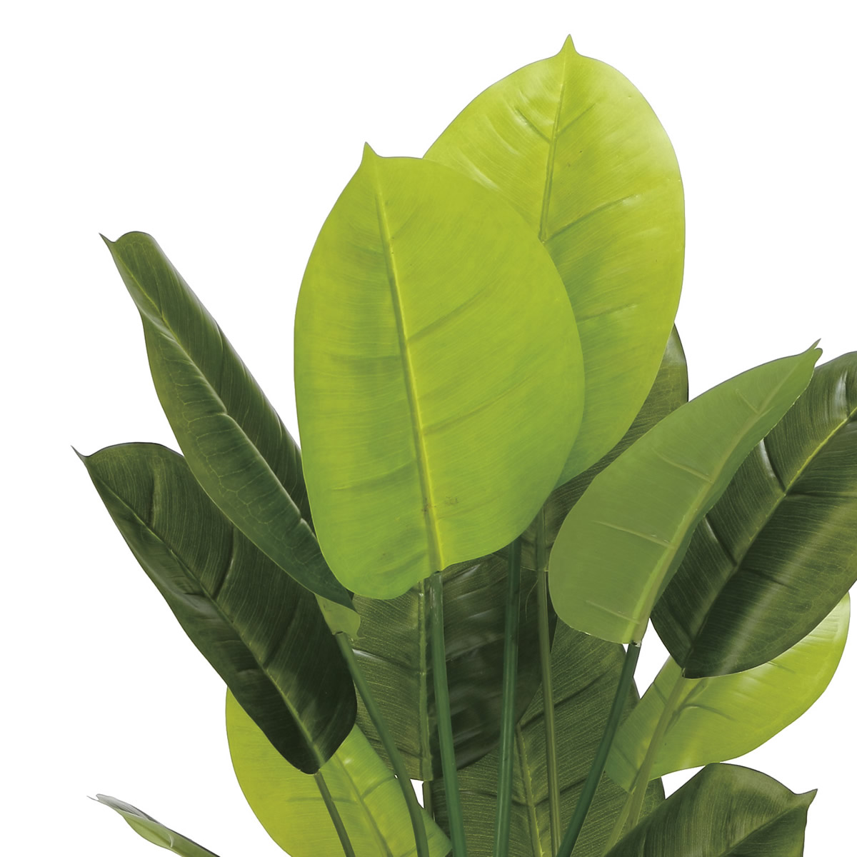 楽天市場】光触媒 光の楽園 ウッドボックススキンダプサス85 フェイク