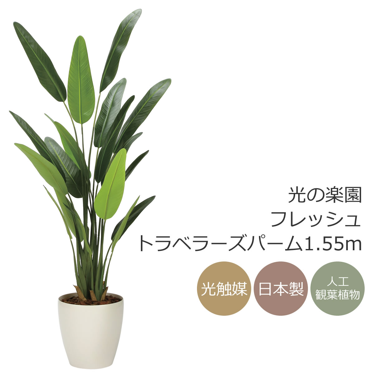 楽天市場】光触媒 光の楽園 フレッシュトラベラーズパーム1.55m