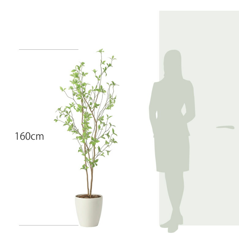 楽天市場】光触媒 光の楽園 クロモジ1.6 インテリア フェイクグリーン