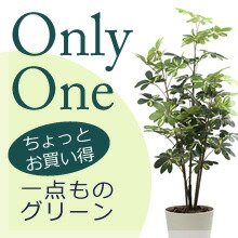 楽天市場】光触媒 光の楽園 フレッシュマネーツリー 90 フェイク