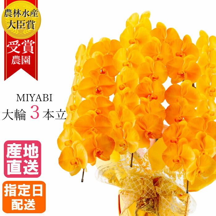 楽天市場】【SS限定価格】胡蝶蘭 大輪 オレンジ 3本立 33輪以上 MIYABI