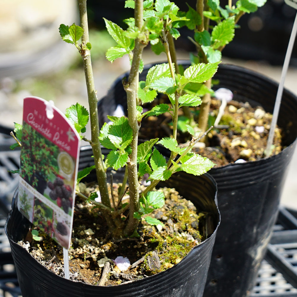 楽天市場】マルベリー（桑の木） 【シャルロットリュス】 挿し木