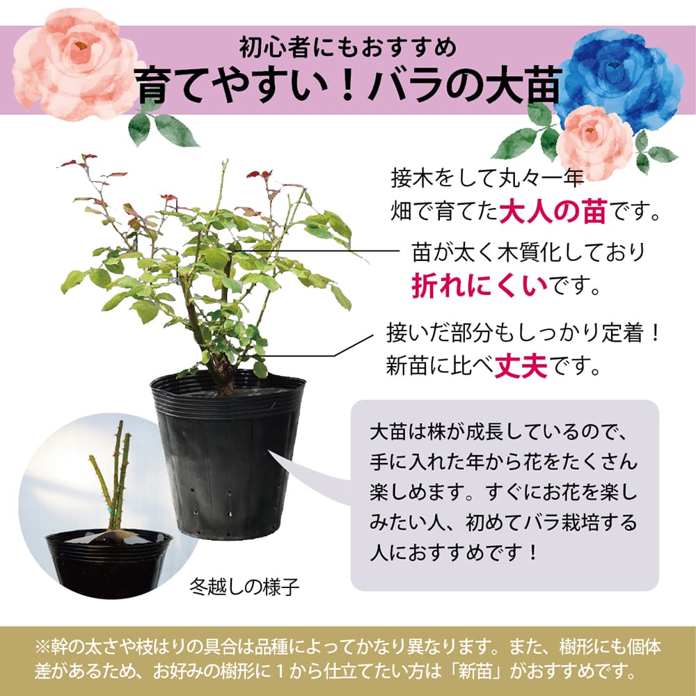 楽天市場】バラ苗 【シビュラ】2年生大苗 : 苗木部 by 花ひろば