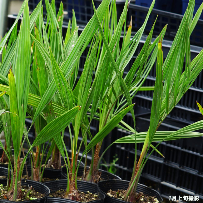 楽天市場】ヤシの木 【ココスヤシ】 5号ポット苗 : 苗木部 by 花