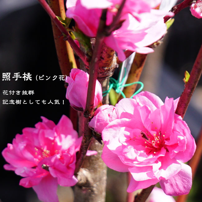 楽天市場】【照手桃】 花桃 （ピンク） 1年生接木苗 : 苗木部 by 花