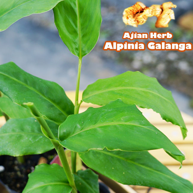 楽天市場】ハーブ ガランガ（カー） ガランガル タイジンジャー 香辛料