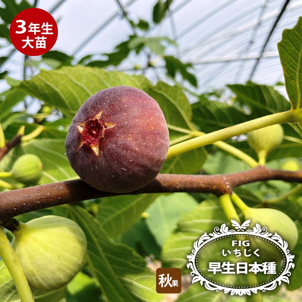 楽天市場】いちじく 【早生日本種 （蓬莱柿）】 3年生大苗1.1m苗