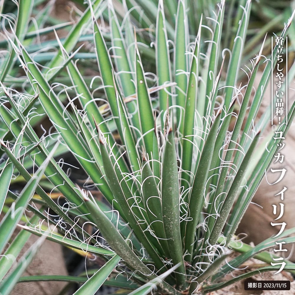 楽天市場】【フィリフェラ】ユッカ 根巻き大苗 耐寒性南欧風プランツ