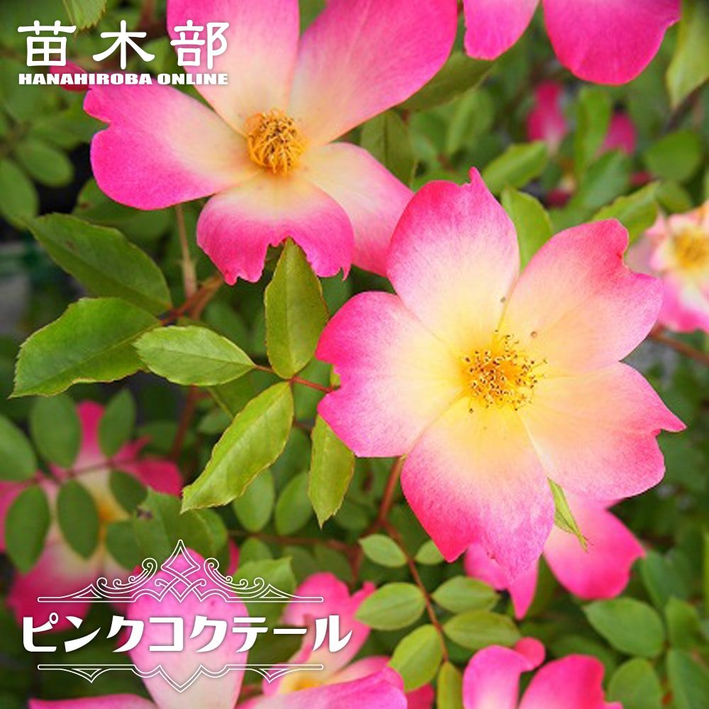 楽天市場】四季咲きつるバラ 【ピンクコクテール】 2年生大苗 : 苗木部