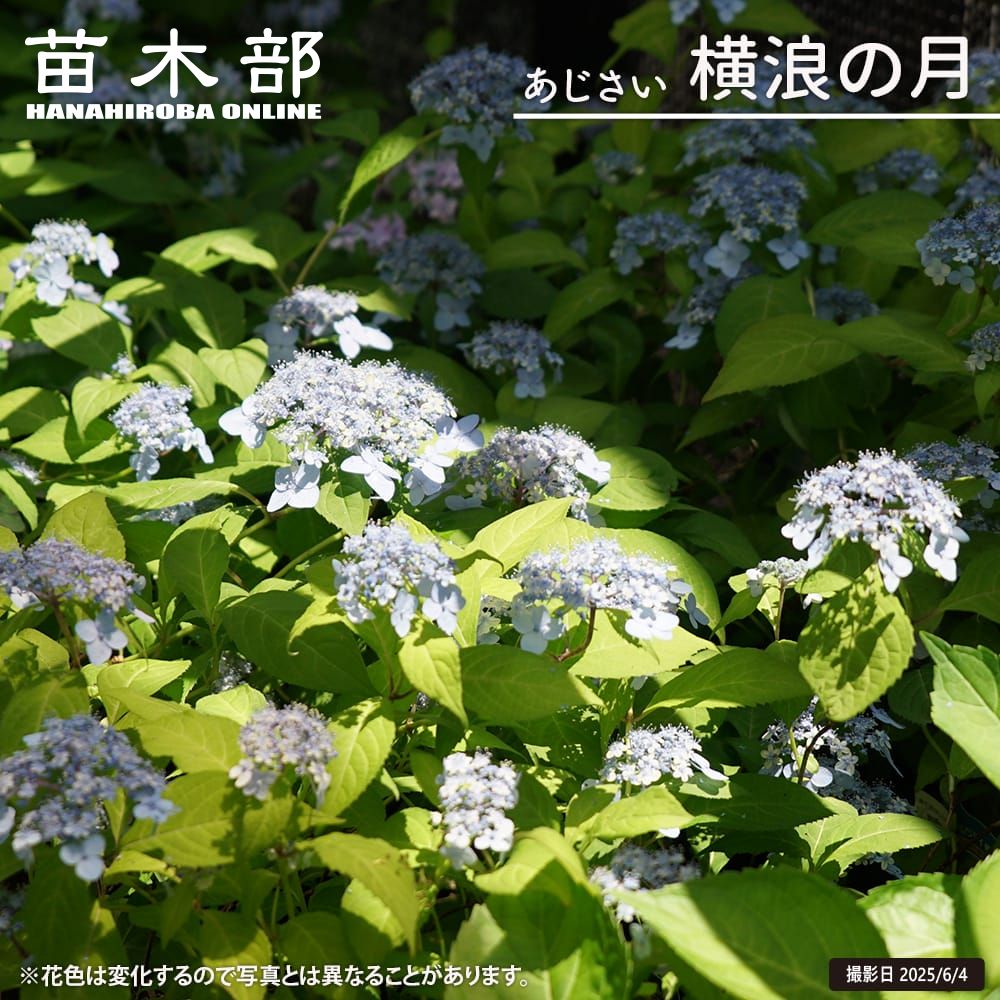 楽天市場】楽天スーパーセール対象商品 紫陽花 ヤマアジサイ 【横浪の