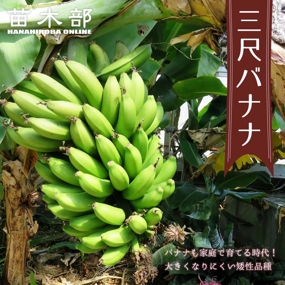 楽天市場】バナナの木 【三尺バナナ】 ポット苗 沖縄県産熱帯果樹