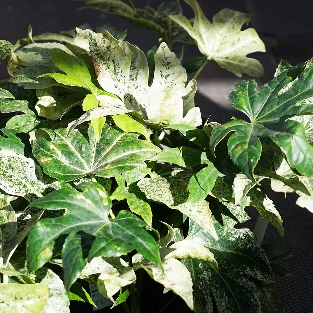 楽天市場】ヤツデ 斑入りヤツデ 紬絞り 5号ポット苗 : 苗木部 by 花