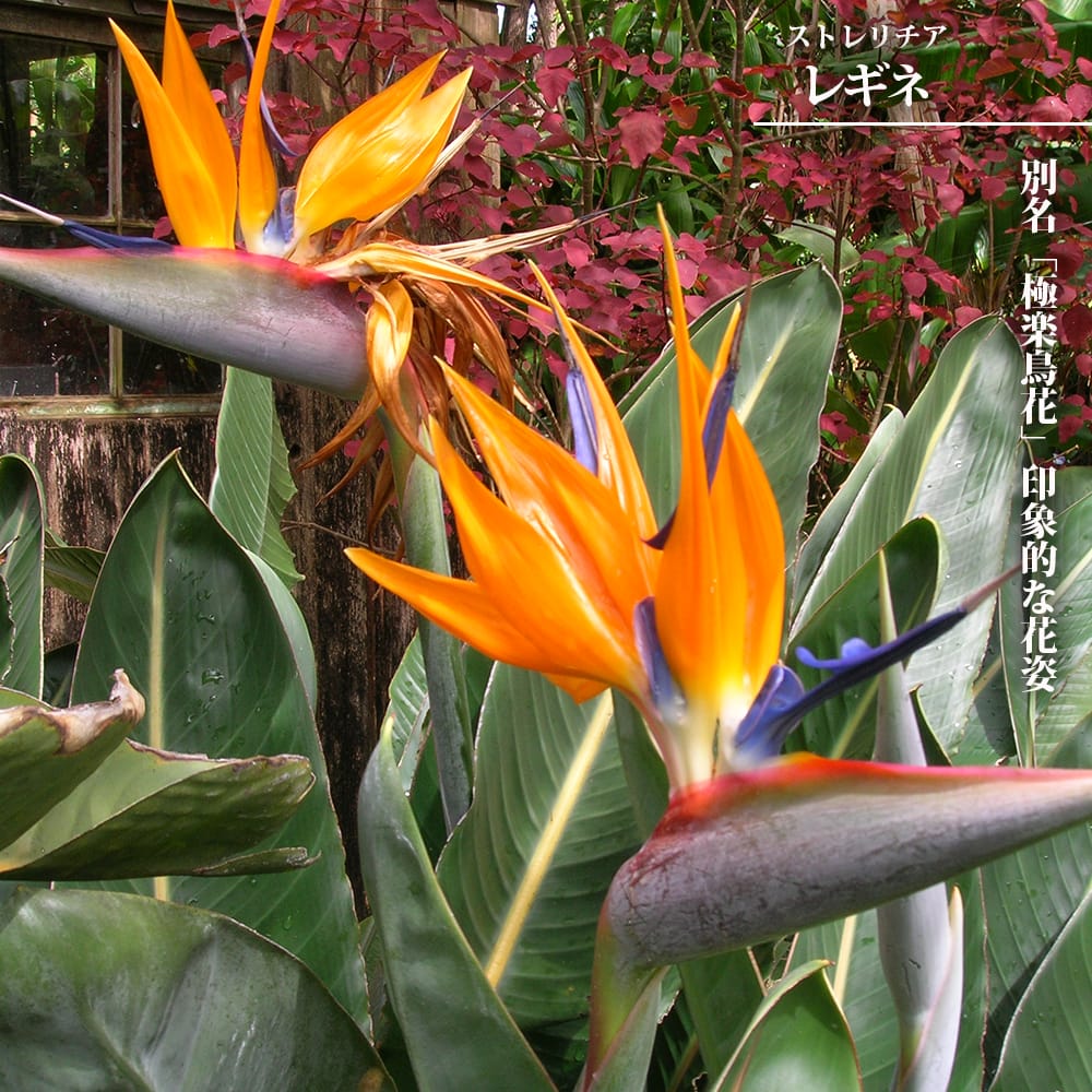 楽天市場】ストレリチア（ストレチア） 【レギネ】 7号黒鉢植え : 苗木