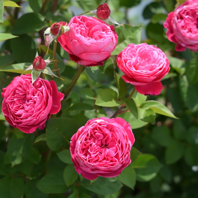 楽天市場】四季咲き強香バラ苗 【アカデミア】 2年生大苗 6号ポット