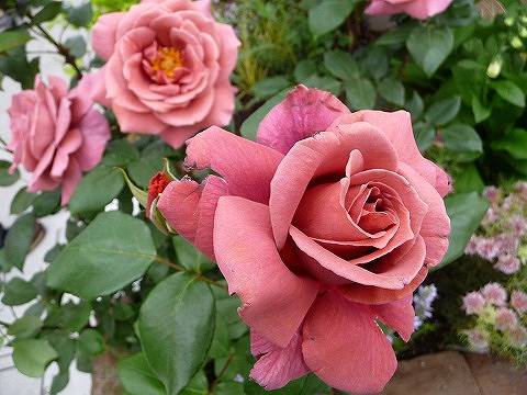 楽天市場】つるバラ 【つるブラックティー】 2年生大苗 : 苗木部 by